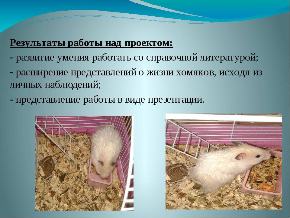Хомяк: образ жизни, виды, уход и содержания | планета животных