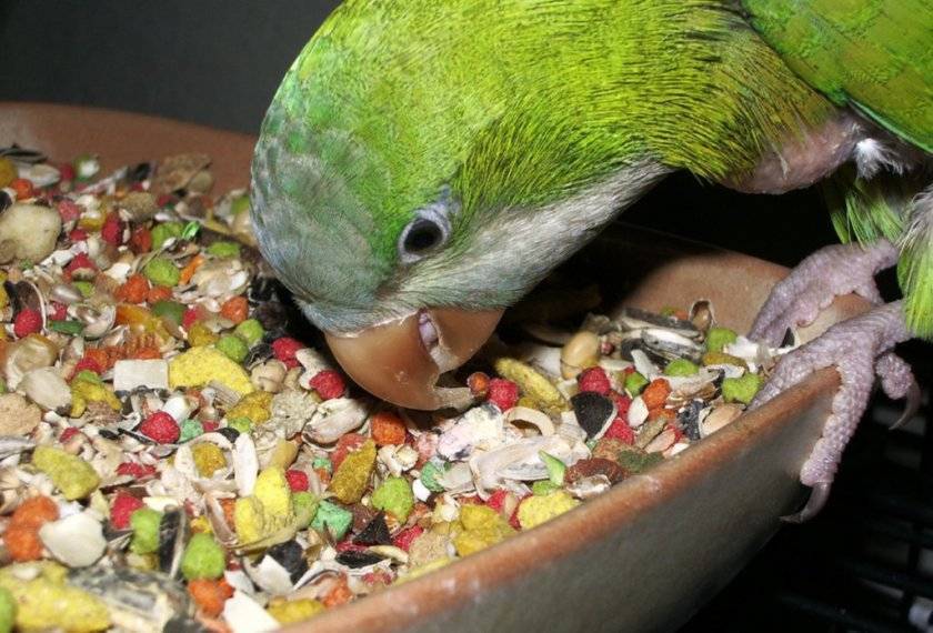 Чем можно кормить домашнего попугая. Корм для попугаев волнистых. Попугай ест корм для попугаев. Питание волнистых попугаев. Семена для крупных попугаев.