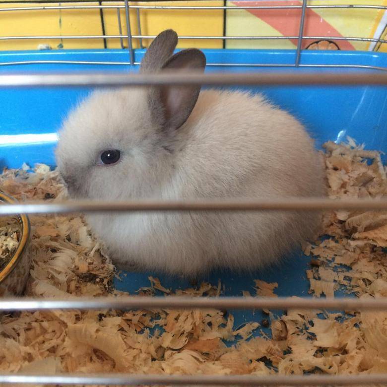 Сколько стоит живой домашний кролик?