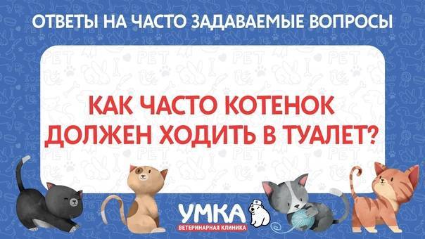 Сколько раз в день должен писать кот на сухом и на влажном корме