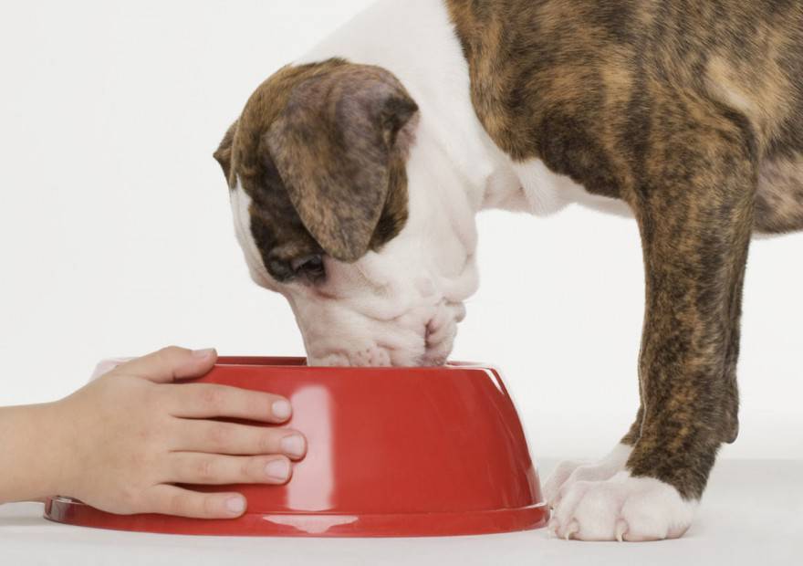 Почему собака не есть сухой корм?