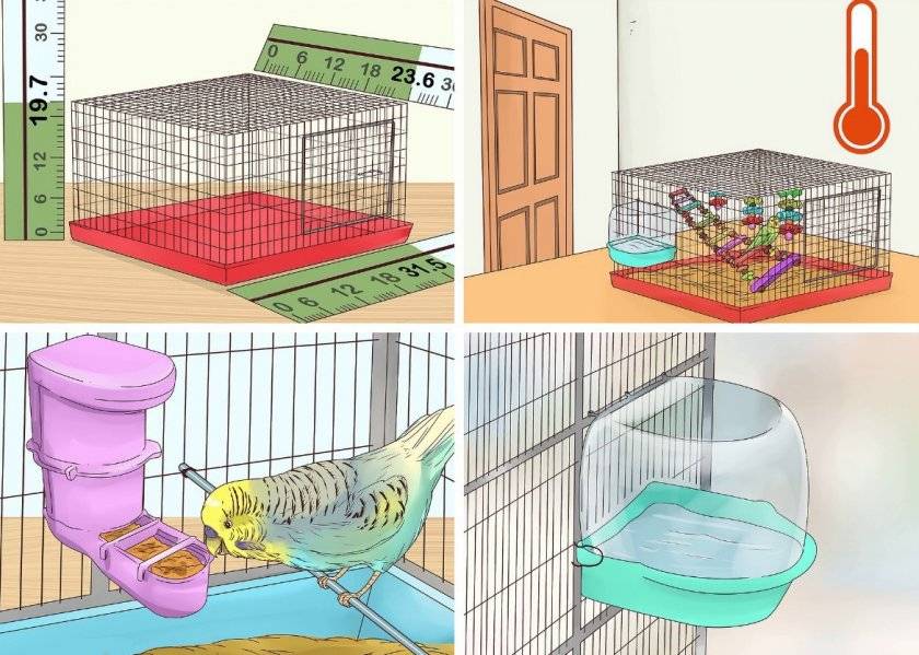 Первые дни волнистого попугая в доме или адаптация птички к вашему дому