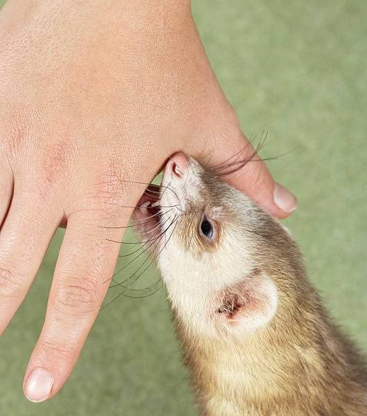Как отучить крысу кусаться