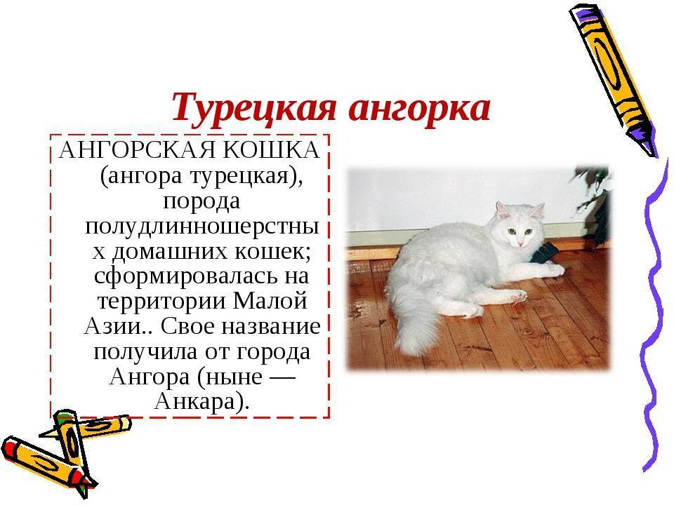 Турецкая ангора (ангорская кошка): фото, описание, характер, содержание, отзывы