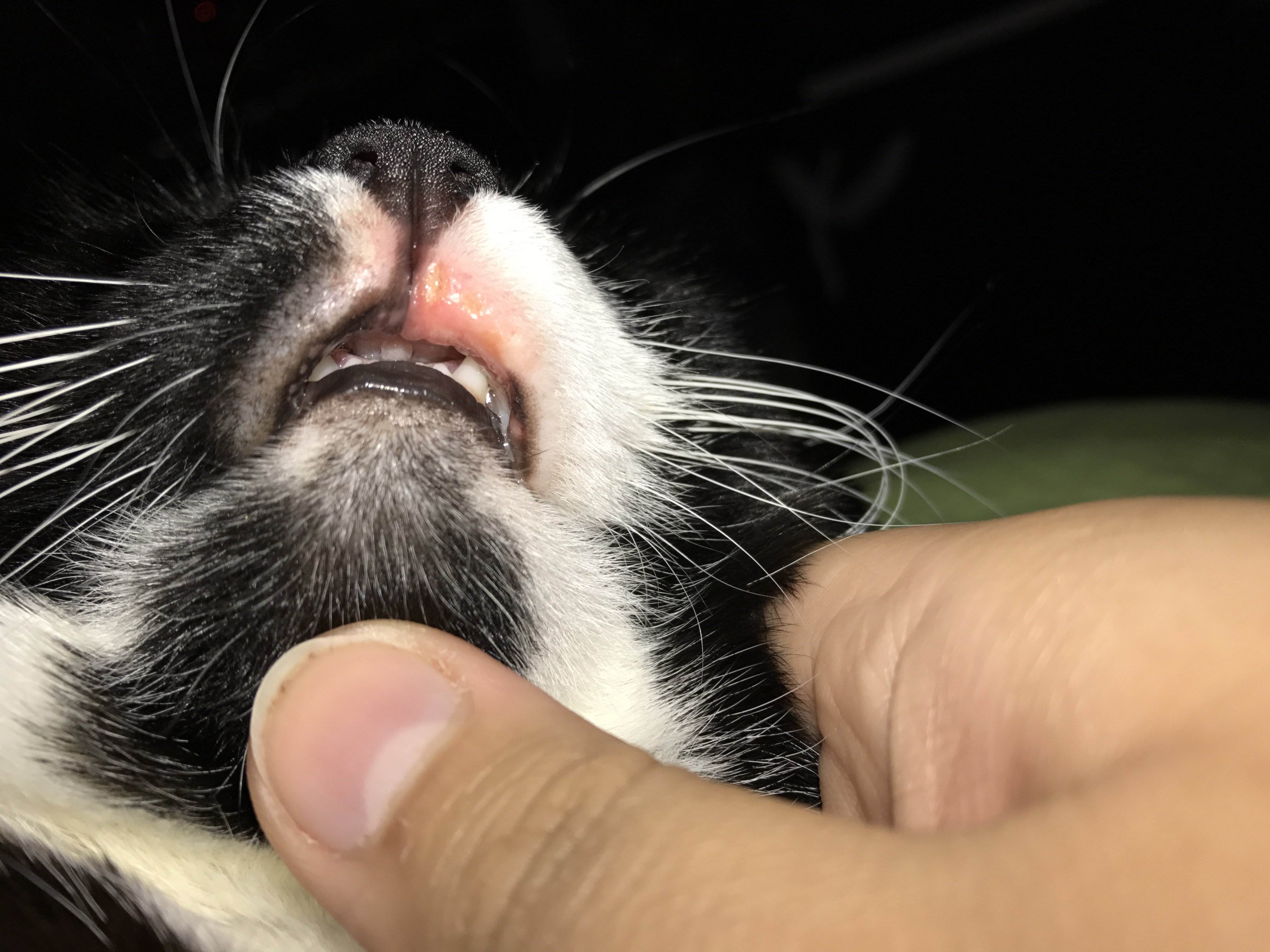 Опухла нижняя губа у кошки или кота: причины и лечение