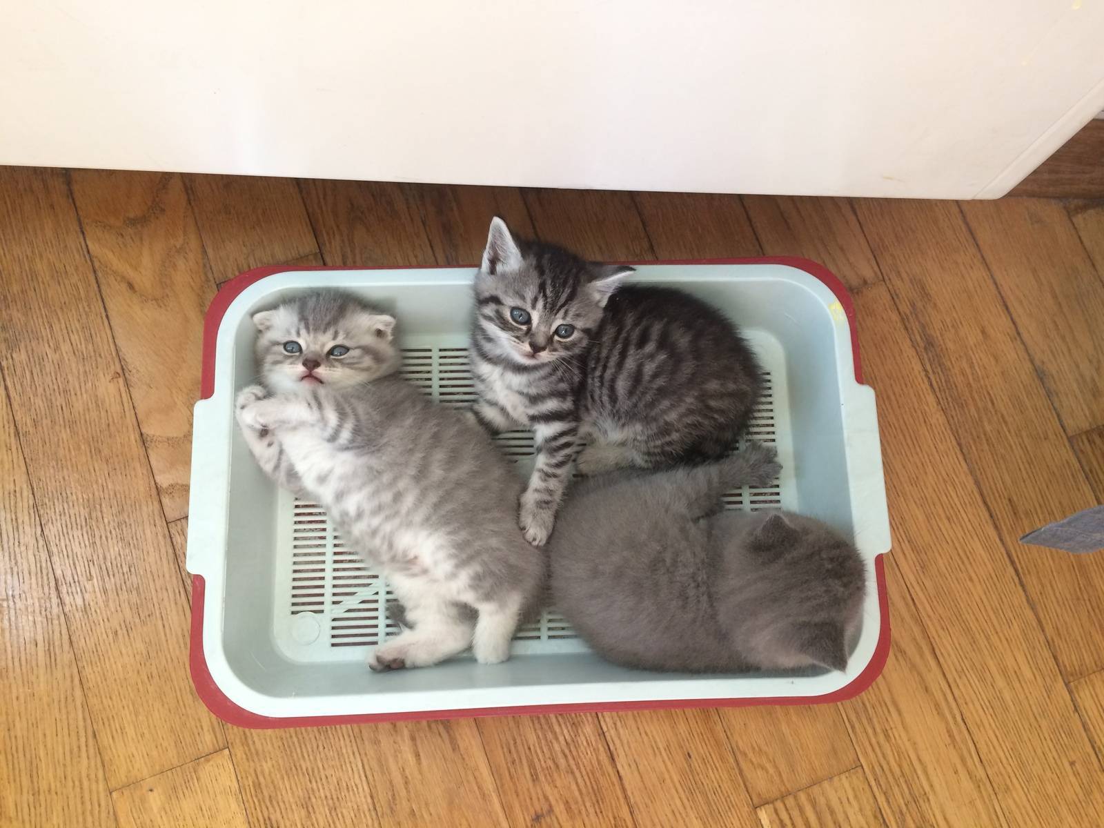 Как приучить котенка к лотку: кошачий этикет
