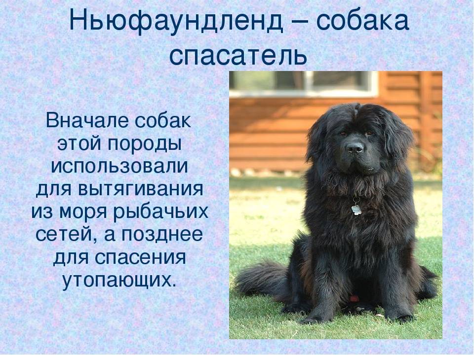 Ньюфаундленд или порода собак водолаз
ньюфаундленд или порода собак водолаз