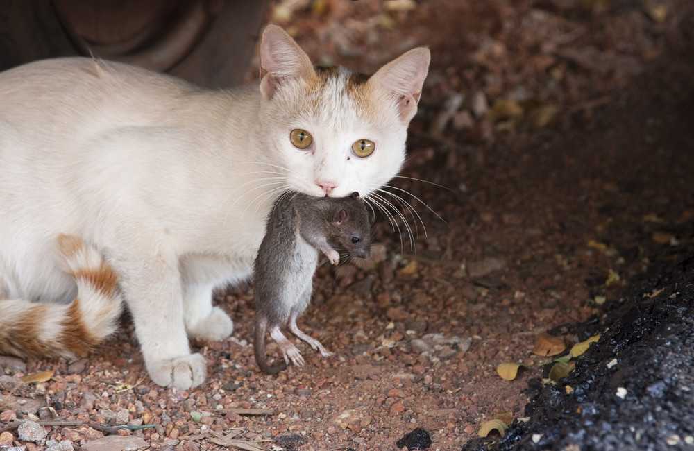Какие кошки лучше ловят крыс и мышей? | ваши питомцы