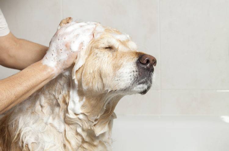 Способы лечения мокнущей экземы у собак