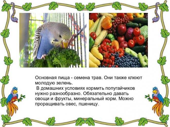 Какие овощи дают попугаям