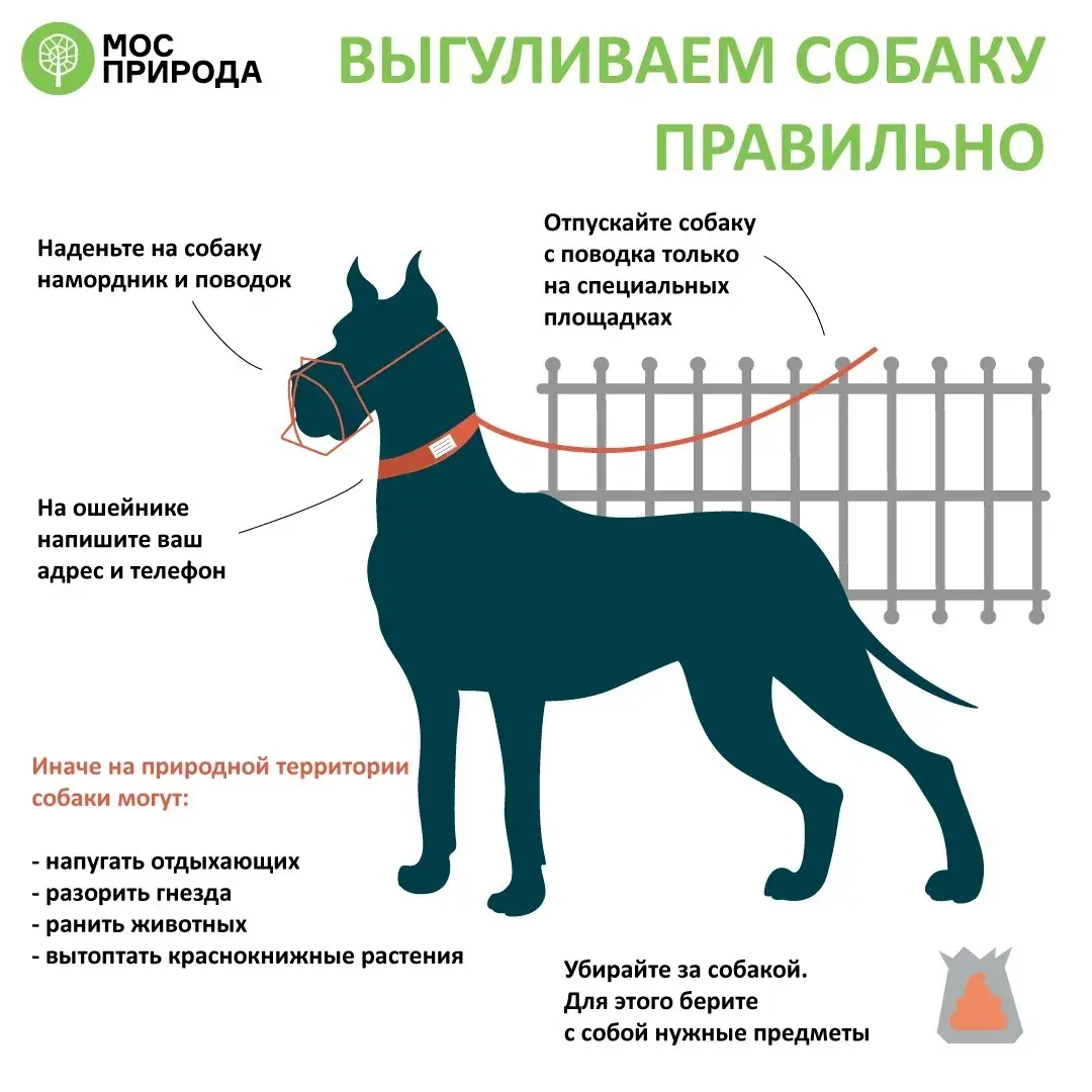 Правила и закон рф о выгуле собак 2019-2020