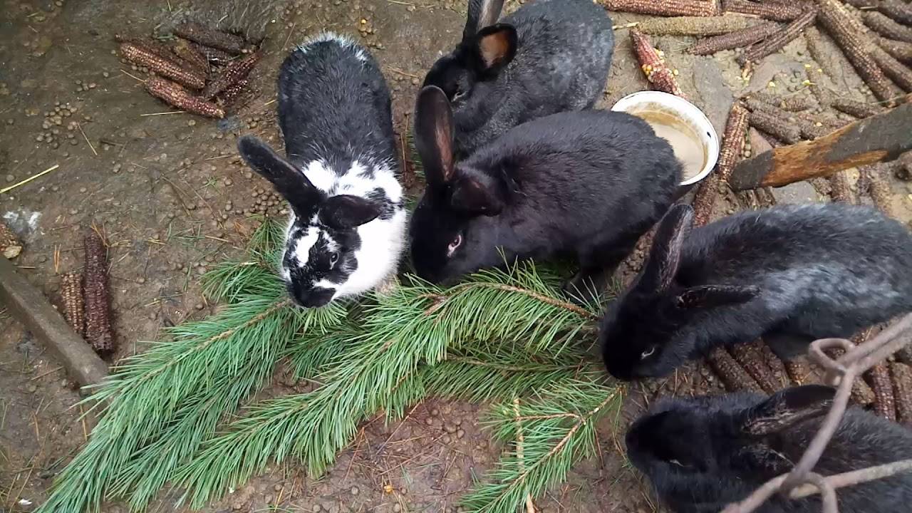 Ветки каких деревьев можно давать. Хвоя для кролика. Кролик ест ветки. Хвойные для кроликов. Ветки для кроликов.