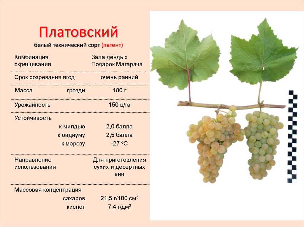 Можно ли давать кроликам виноград, листья и лозу