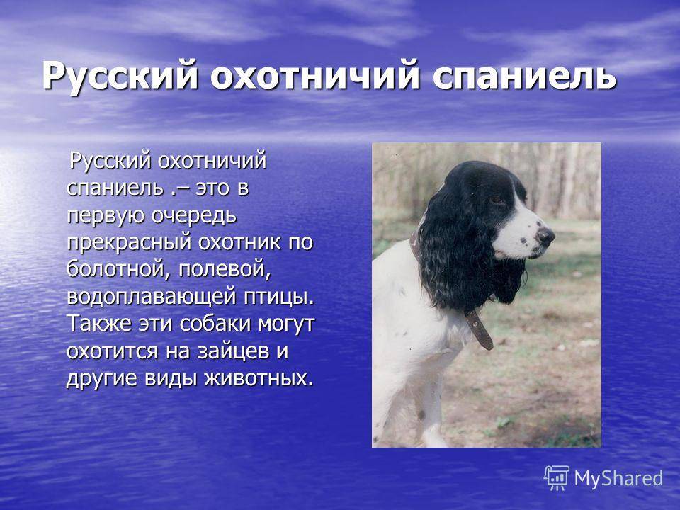 Русский охотничий спаниель
