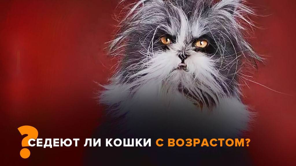 Седеют ли кошки с возрастом — кот поседел почему