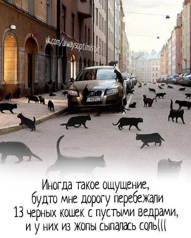 Черная кошка перебежала дорогу справа налево или слева направо - все приметы