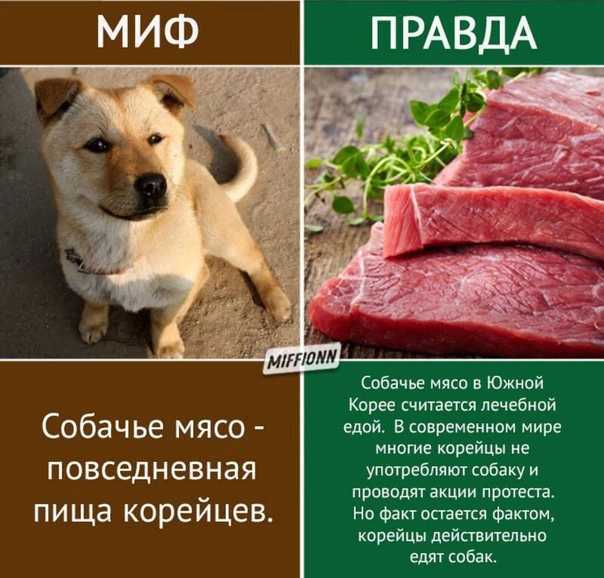Почему собакам нельзя свинину