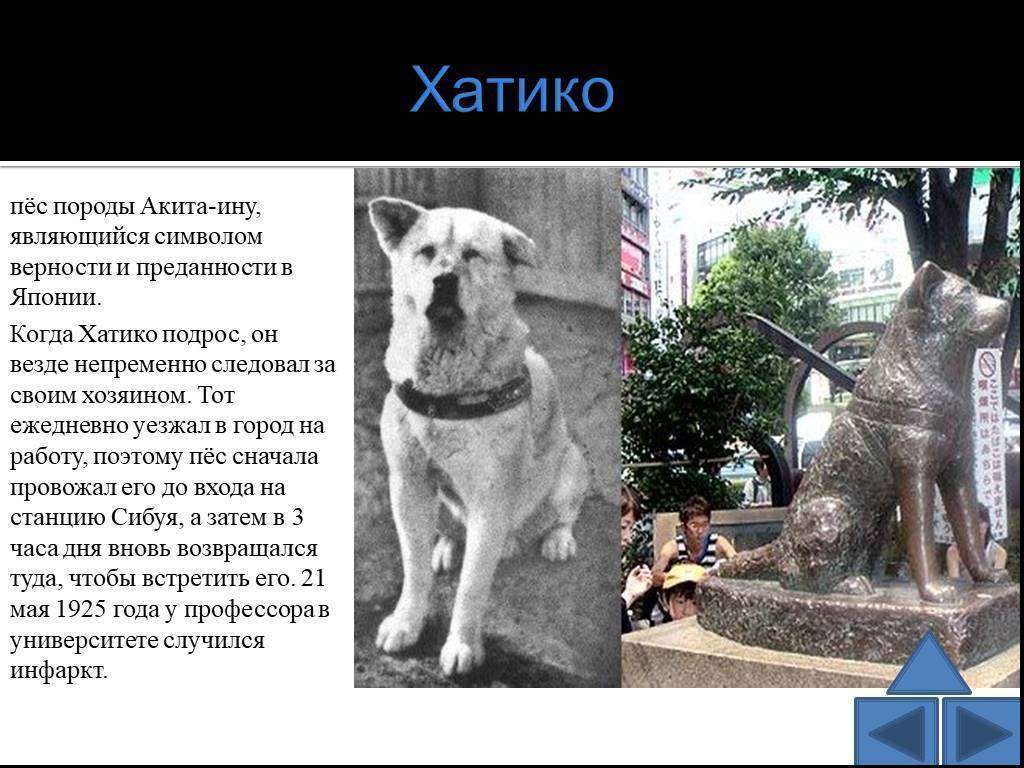 ᐉ какая порода собак снималась в фильме хатико, на какой цнцахики пес? - zoo-mamontenok.ru