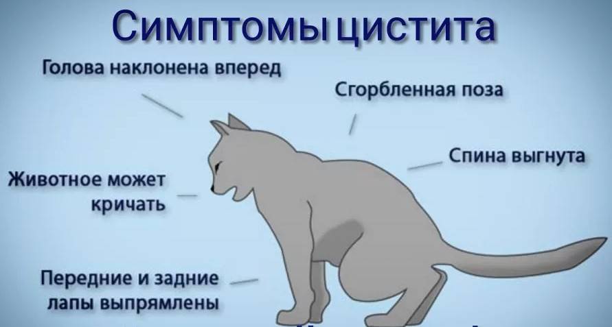 У кота цистит лечение