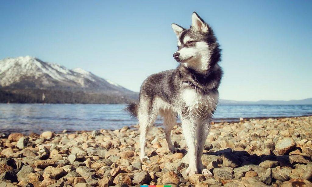 Аляскинский кли-кай - описание породы и характер собаки