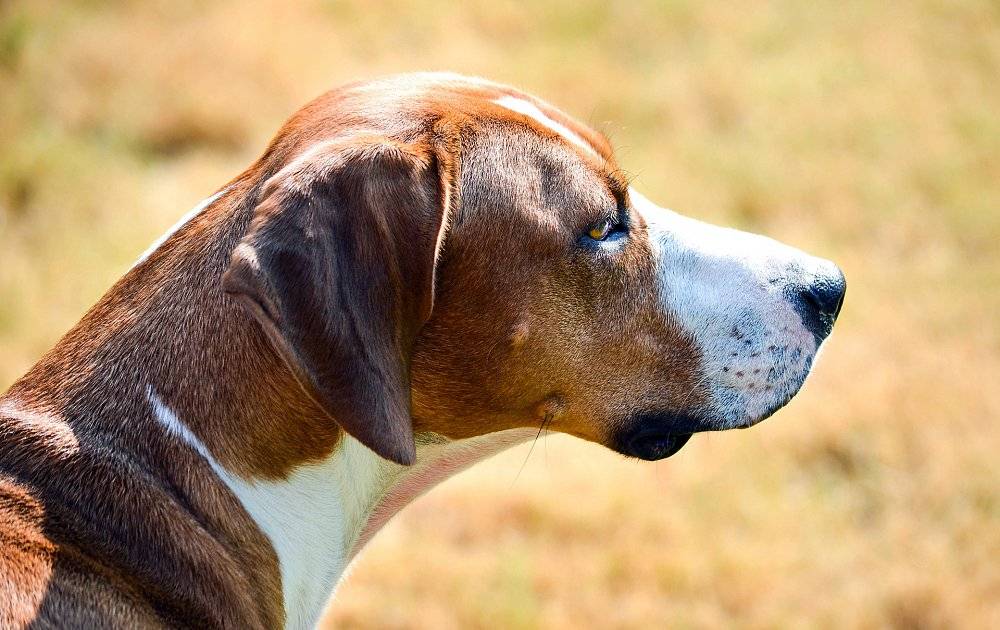 Гончие собаки (50 фото): английская порода, какой борзый, описание