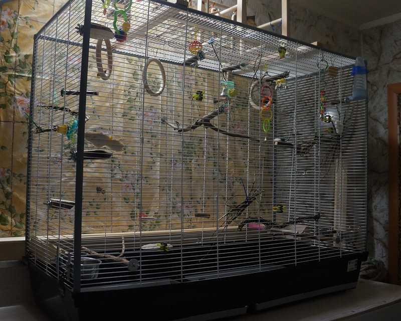 Клетка для попугая: как сделать своими руками, фото больших самодельных вольеров, как собрать в домашних условиях, чертежи и пошаговая инструкция