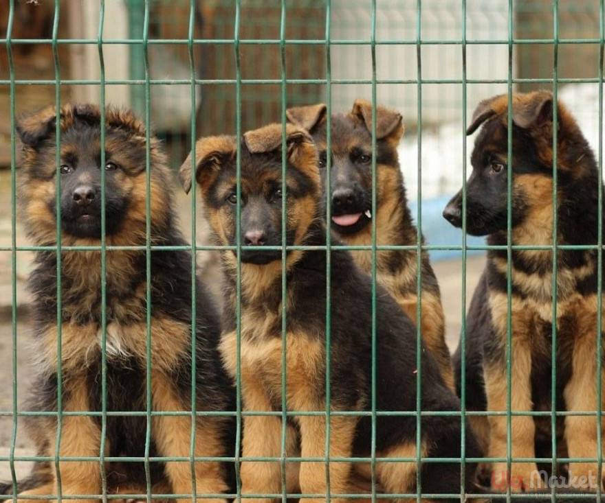 Обзор самых лучших питомников, где разводят щенков немецкой овчарки