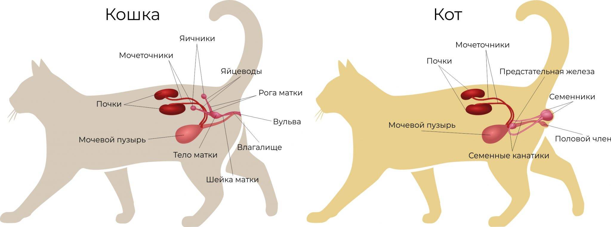 Кошка дрожит после стерилизации