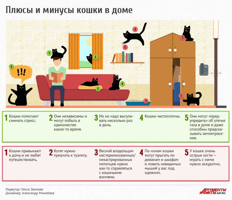Как приучить кошку к новому дому. советы от эксперта. новый дом и новые хозяева для кошки как долго кот привыкает к новому месту - лечение