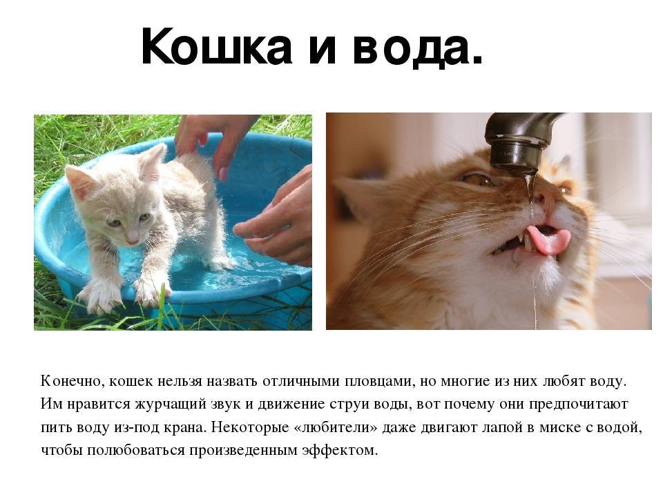 Как искупать сопротивляющуюся кошку с минимальным ущербом для себя