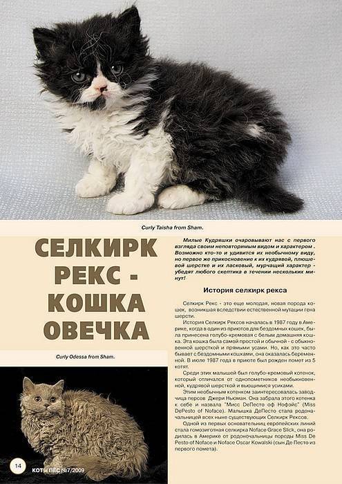 Лаперм: порода кошек с кудрявой шерсткой и милым характером