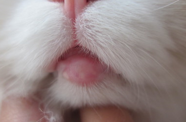 У кота опухла нижняя губа: что делать? - блог о животных - zoo-pet.ru