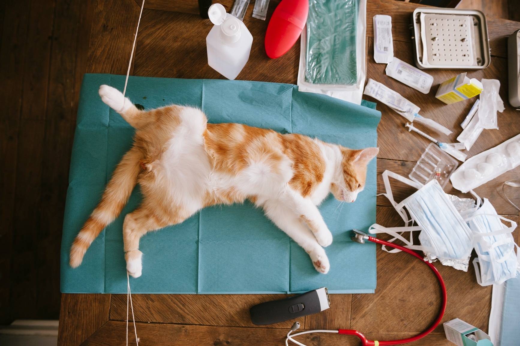 Фиксация кошек на операционном столе