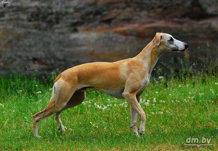 Уиппет или малая английская борзая: фото и описание породы собак
уиппет или малая английская борзая: фото и описание породы собак