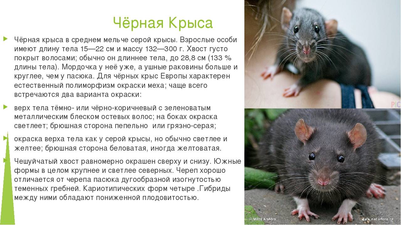 Гамбийская крыса: полное описание и содержание в домашних условиях