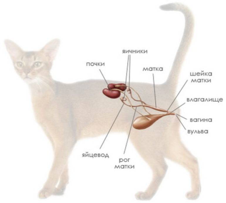 внутренние органы кошки