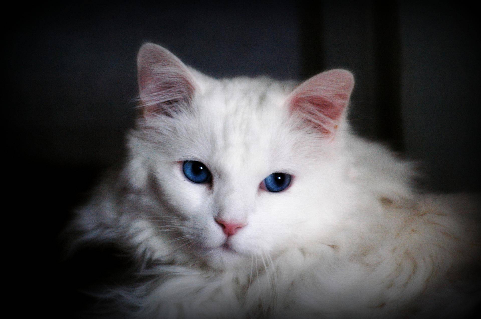 У каких пород кошек большие голубые глаза — фото, голубоглазые гладкошерстные кошки и котята, как называется порода с косыми глазами, есть ли рыжий кот с голубыми глазами