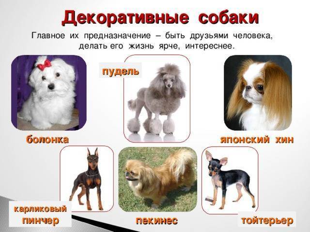 Собаки и породы фото и названия и описание