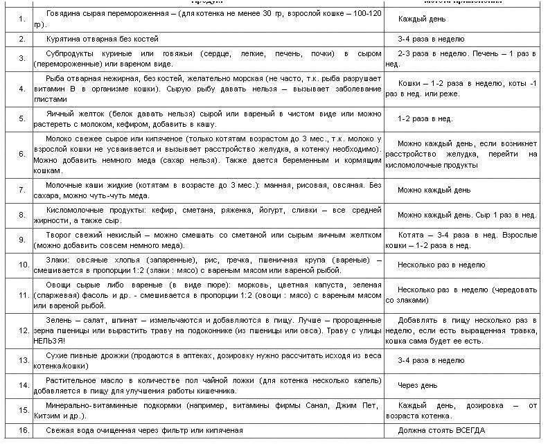 Как кормить котенка?