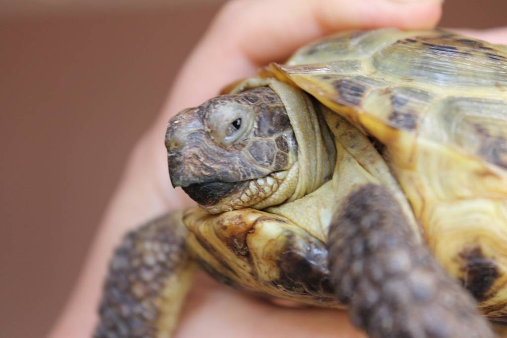 11 болезней красноухих черепах: причины, симптомы, методы лечения