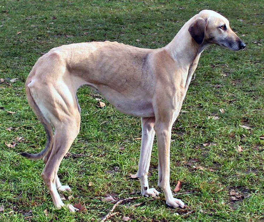 Слюги (арабская борзая) — фото, описание породы собак, отзывы