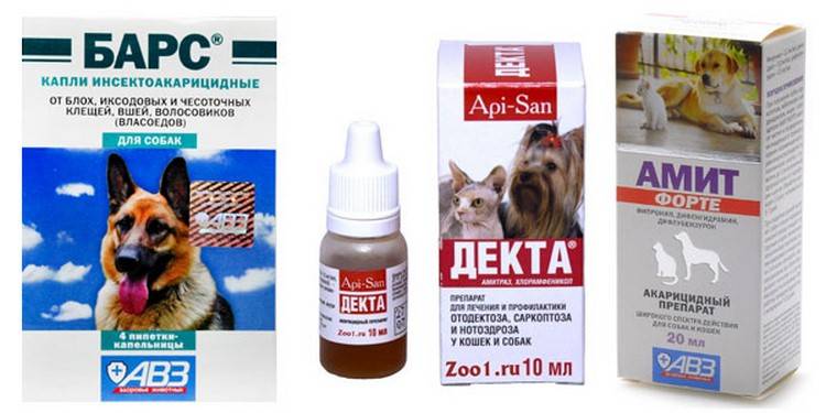 Ушной клещ у собак