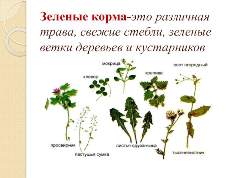 Какие ветки можно давать кроликам и как правильно их заготавливать