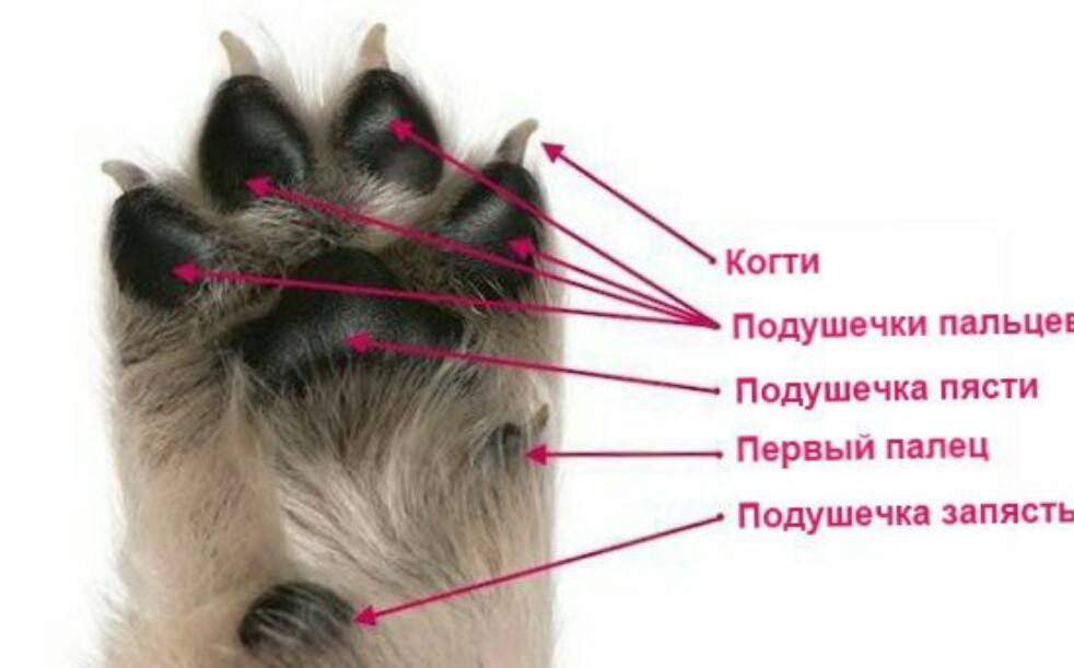 Когти кошки
