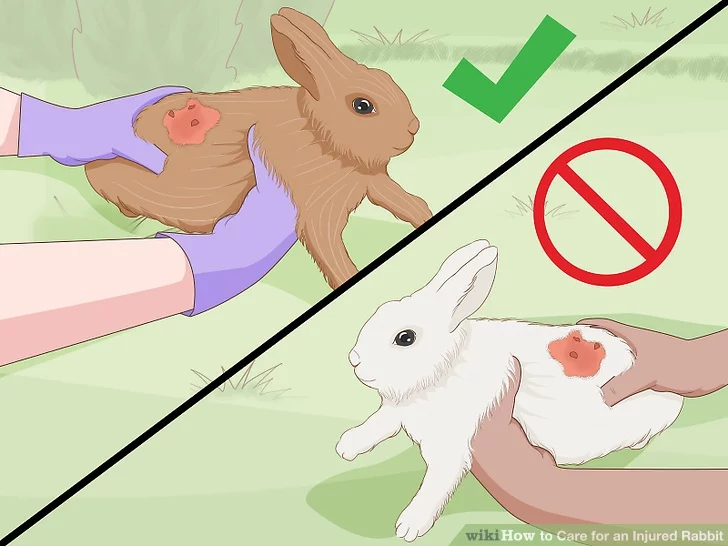 Как правильно брать кролика на руки