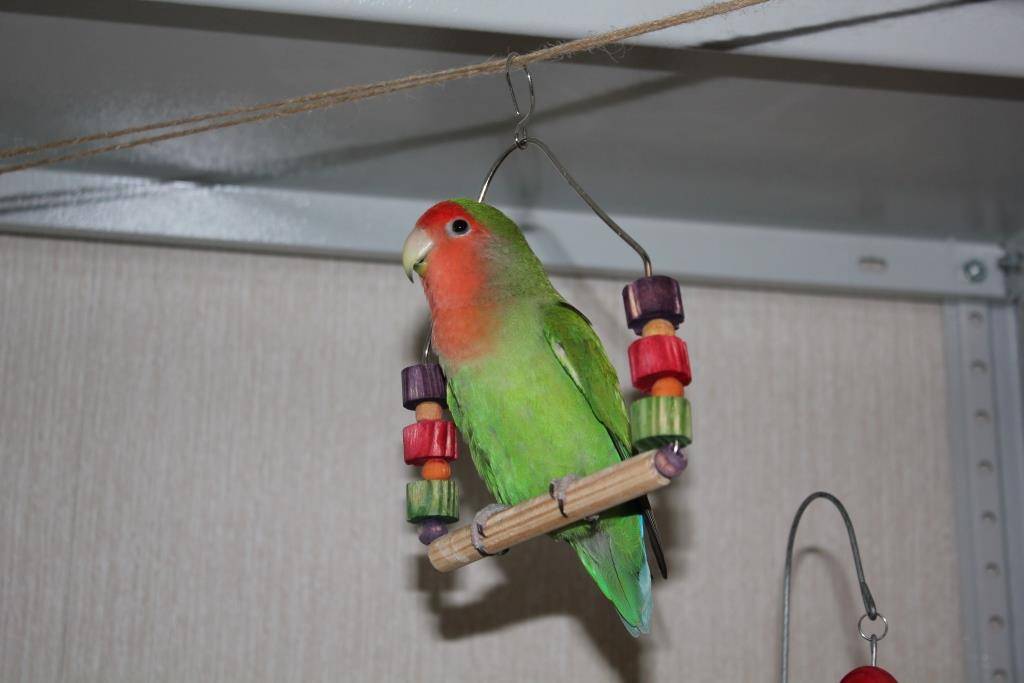 Нужно ли давать веточки попугаям и какие лучше выбрать