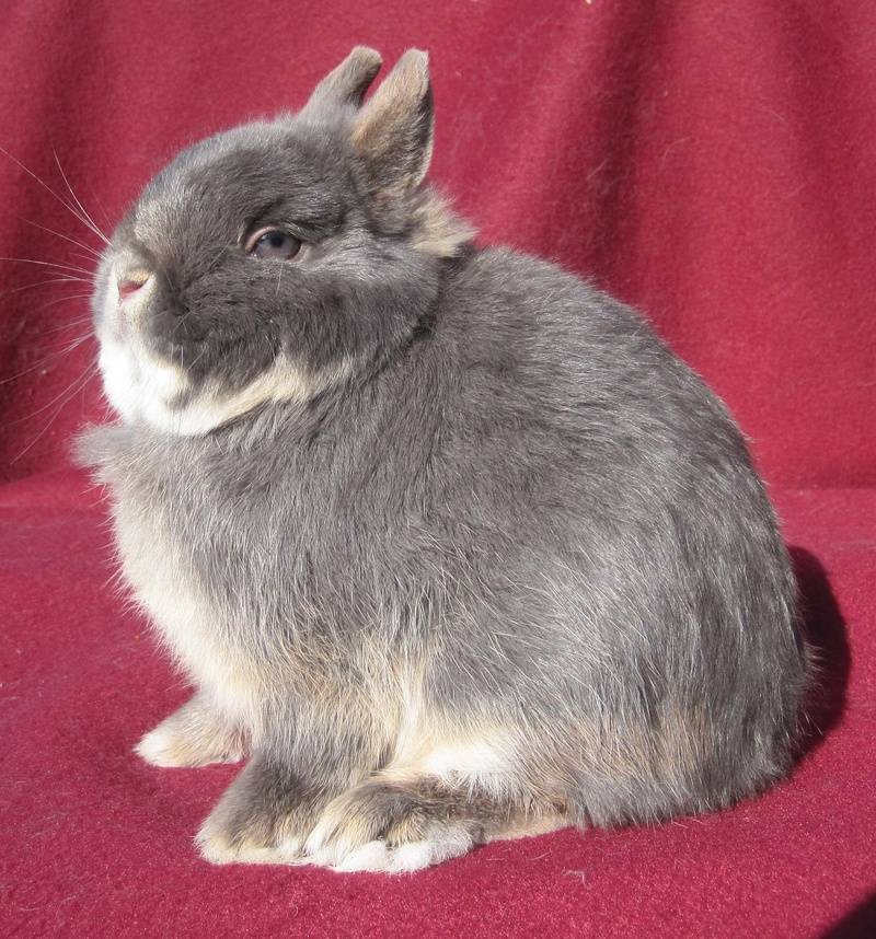 Нидерландский карликовый кролик: описание породы и характеристики, уход