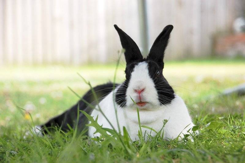 Голландский карликовый кролик: описание, фото, содержание и уход
