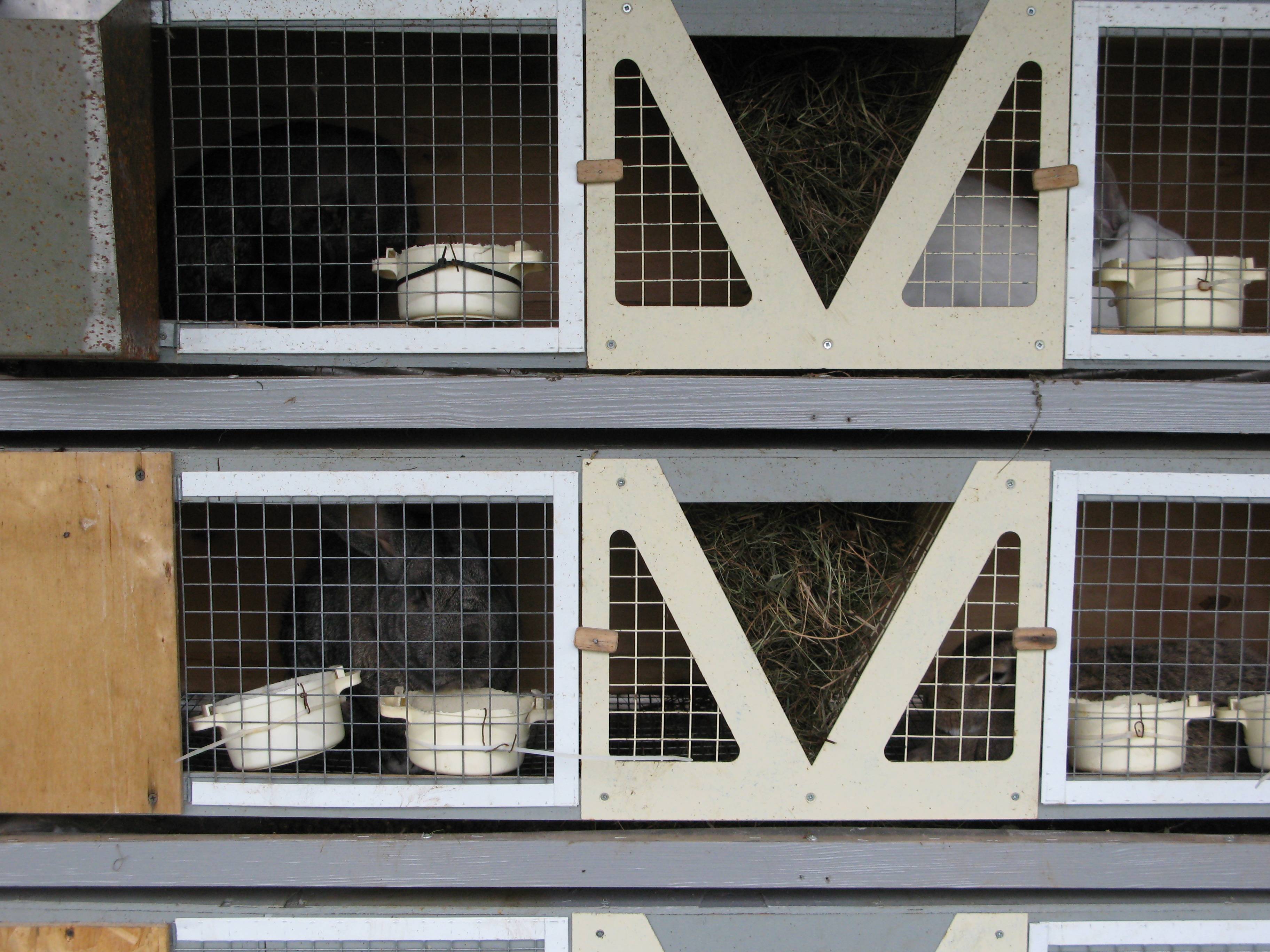 Разведение кроликов в домашних условиях для начинающих: содержание и породы