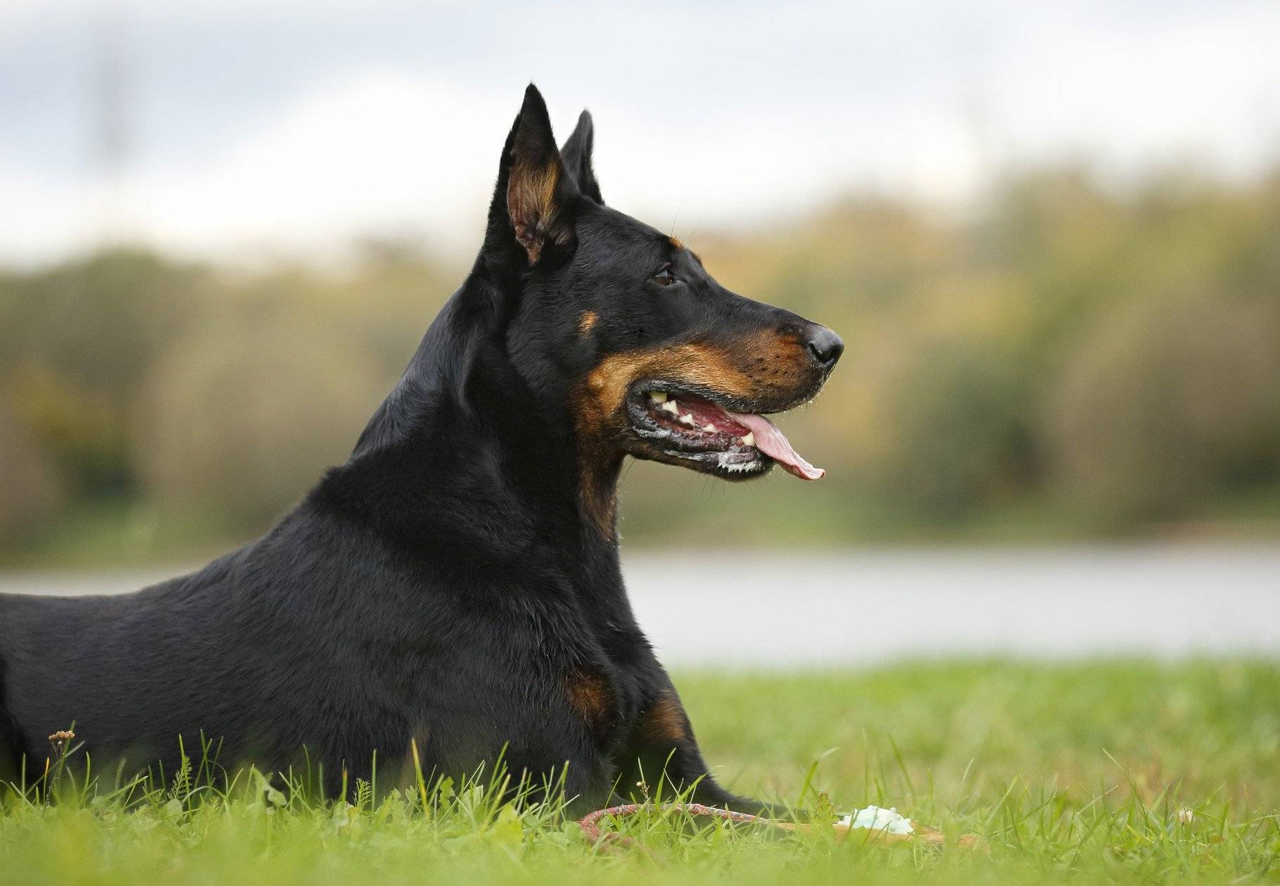 Собака французская овчарка босерон: описание породы и характер